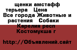 щенки амстафф терьера › Цена ­ 30 000 - Все города Животные и растения » Собаки   . Карелия респ.,Костомукша г.